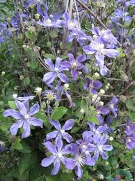 Clematis 'Elsa Spath'