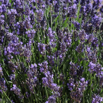 Lavandula 'Springbrook Blue' Lavender
