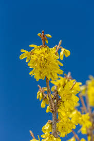 Forsythia - Spring Fling
