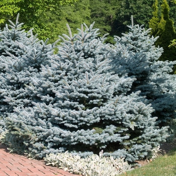 Blue Spruce - Montgomery