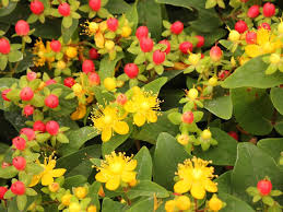 Hypericum - Red Star St John's Wort