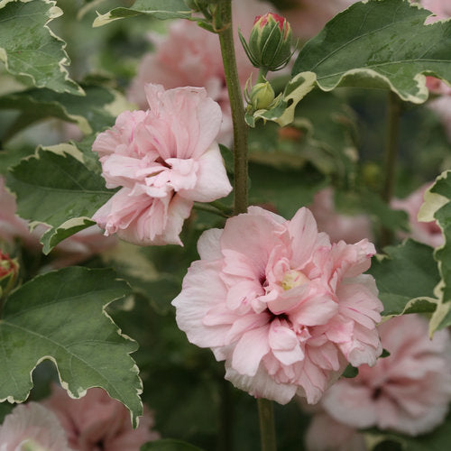 Rose of Sharon - Sugar Tip Variegated