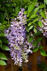 Wisteria - Summer Cascade