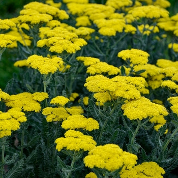 Achillea 'Sassy Summer Silver' Yarrow