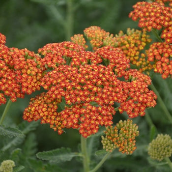 Achillea "Sassy Summer Sunset" Yarrow