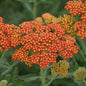 Achillea "Sassy Summer Sunset" Yarrow