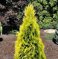Arborvitae - Sunny Emerald