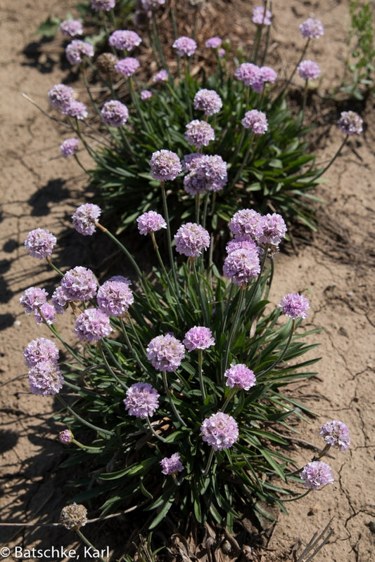 Armeria "Sweet Dreams" Sea Thrift