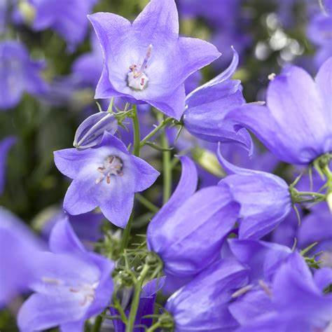 Campanula 'Takion Blue' Bellflower