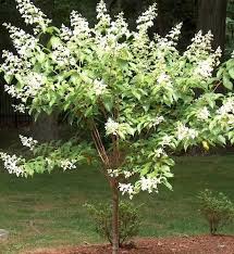 Hydrangea - Tardiva Tree Form