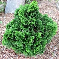 Hinoki Cypress - Templehof