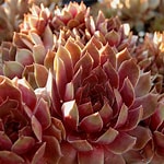 Sempervivum - Red Beauty