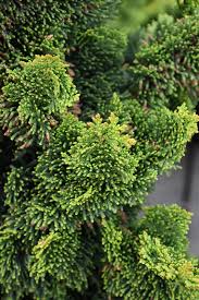 Hinoki Cypress - Thoweil