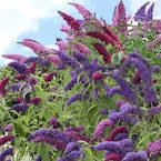 Butterfly Bush - Three in One