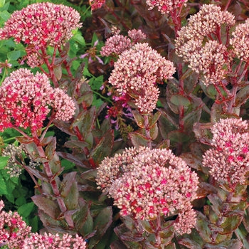 Sedum 'Thunderhead' Stonecrop
