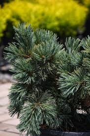 Japanese Pine - Tone Dwarf