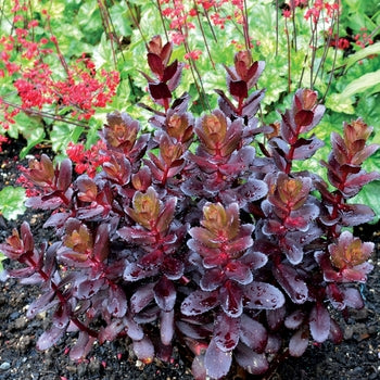 Sedum ‘Touchdown Teak’ Stone Crop