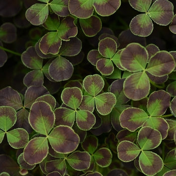 Trifolium 'Limerick Debbie’ Clover