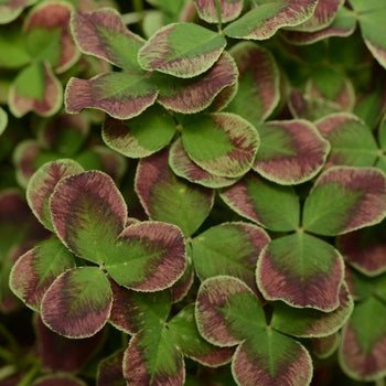 Trifolium 'Limerick Estelle’ Clover