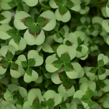 Trifolium 'Limerick Leonore' Clover