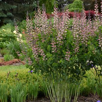 Baptisia 'Pink Truffles' False Indigo