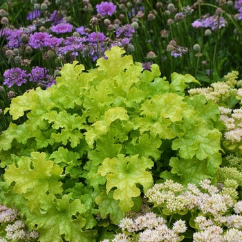 Heuchera 'Twist of Lime' Coral Bells