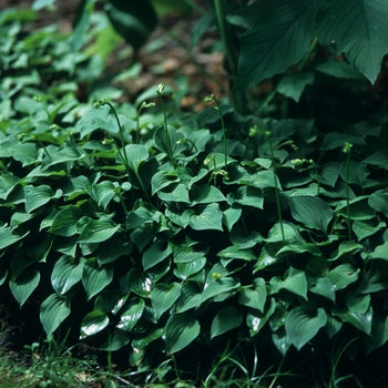 Hosta 'Venusta'