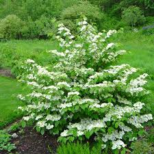 Viburnum - Maries Doublefile