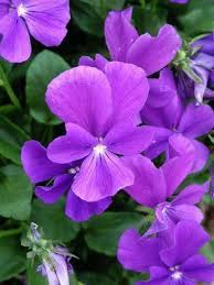 Viola 'Purple Showers'