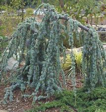 Cedar - Blue Weeping Atlantic