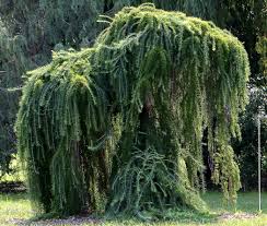 Larch - Weeping European