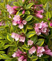Weigela - Rainbow Sensation