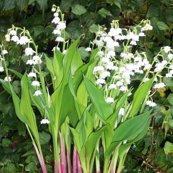Convallaria Majalis 'Lily of the Valley'