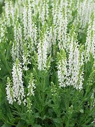 Salvia 'Bumblebee Snow White' Meadow Sage