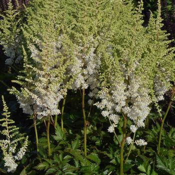 Astilbe chinensis 'Visions in White' False Spirea