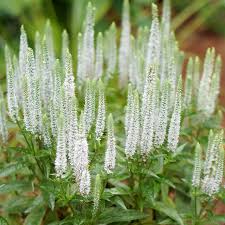 Veronica ‘White Candles’ Speedwell