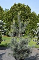 White Pine - Blue Clovers