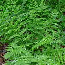 Fern 'Eastern Wood'