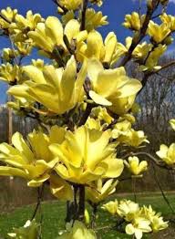 Magnolia - Yellow Lantern