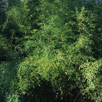 Bamboo Yellow Groove - Spectabilis