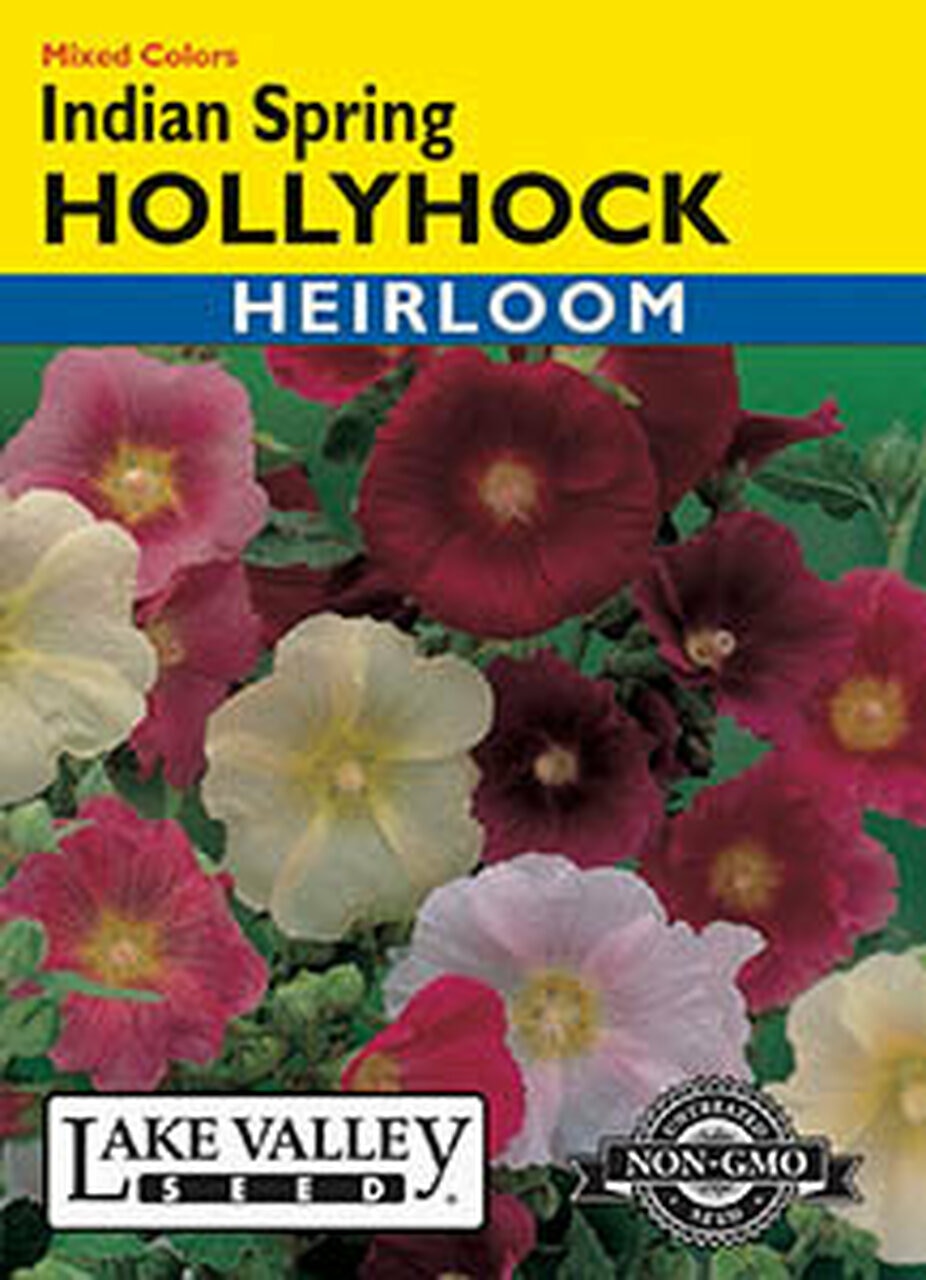 HOLLYHOCK INDIAN SPRING MIXED COLORS HEIRLOOM