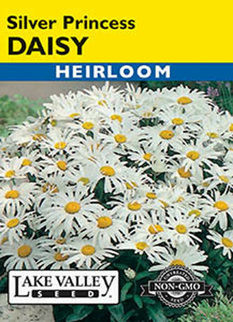 DAISY SHASTA SILVER PRINCESS  HEIRLOOM