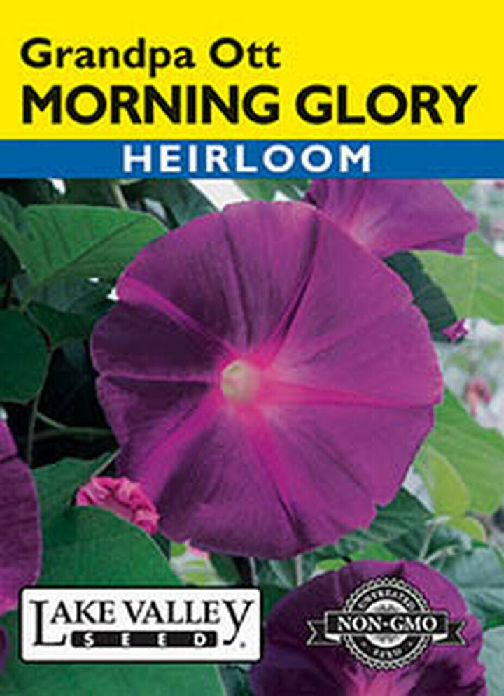 MORNING GLORY GRANDPA OTT   HEIRLOOM