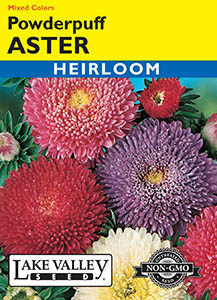 ASTER POWDERPUFF MIXED COLORS  HEIRLOOM
