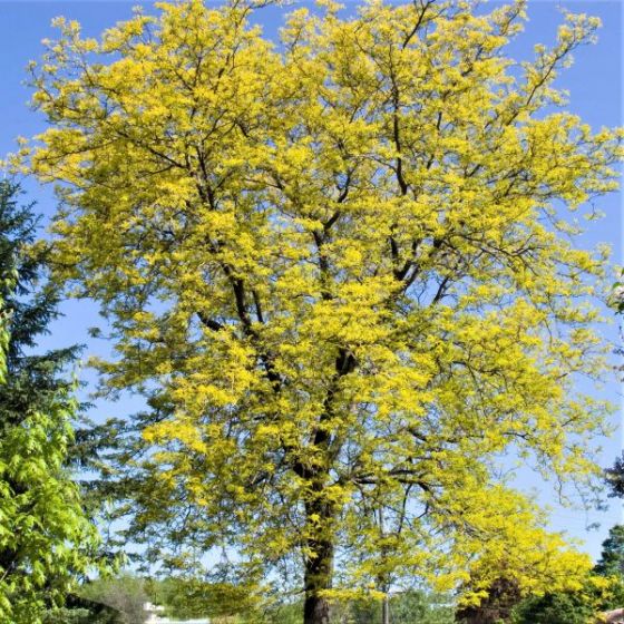 Honey Locust - Sunburst