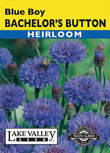 BACHELOR'S BUTTON BLUE BOY  HEIRLOOM