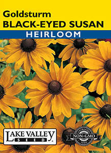 BLACK EYED SUSAN GOLDSTURM  HEIRLOOM