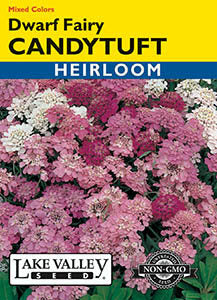 CANDYTUFT DWARF FAIRY MIXED COLORS  HEIRLOOM