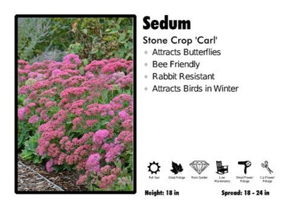 Sedum 'Carl' Stone Crop
