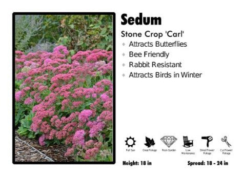 Sedum 'Carl' Stone Crop